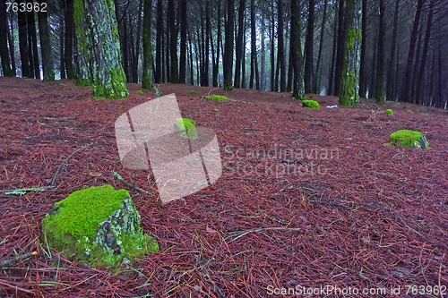 Image of Sunlight in a green and beautiful forest