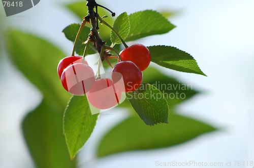 Image of Cherry