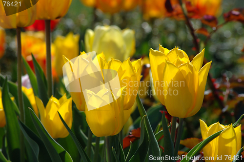 Image of Tulips