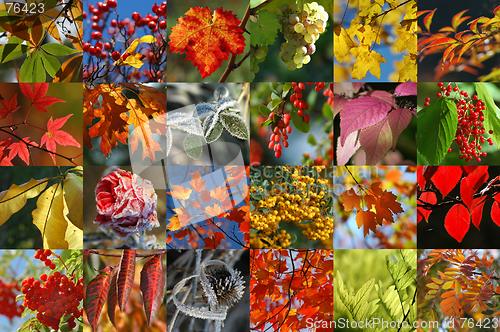 Image of Autumn collection