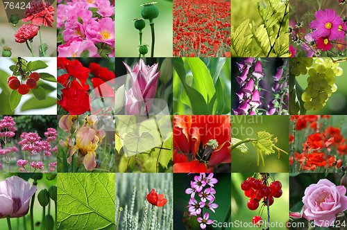Image of Flower collection