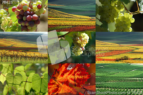 Image of Vine and vineyard collection