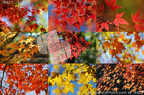 Image of Maple collection