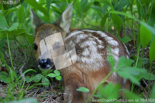 Image of Roe Deer fawn 