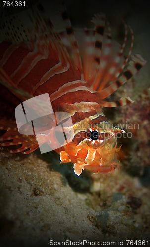 Image of Lionfish