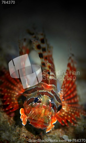 Image of Lionfish