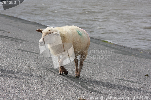 Image of sheep on dike