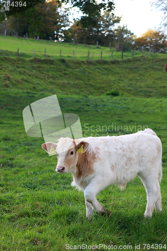 Image of  calv on pasture