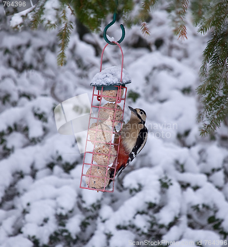 Image of Great Spotted Woodpecker in Snow