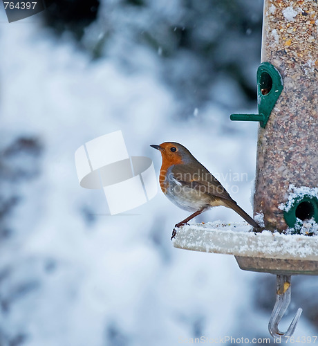 Image of Robin and Snow