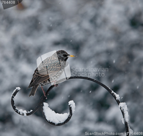 Image of Starling in Snow