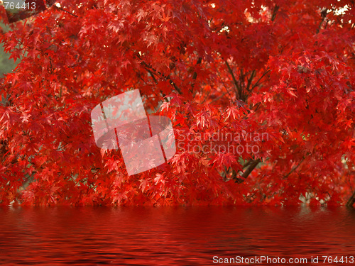 Image of Maple leaves