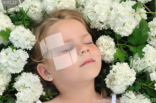 Image of Little girl laying in flowers - snowball
