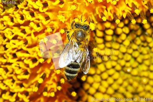 Image of Bee on a sunflower