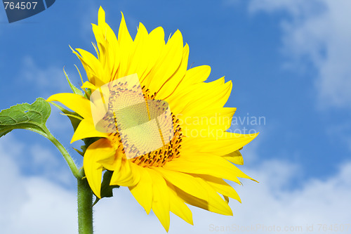 Image of sunflower