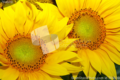 Image of two sunflowers