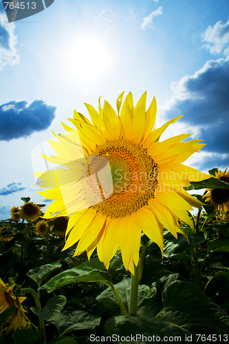 Image of sunflowers with blue sky