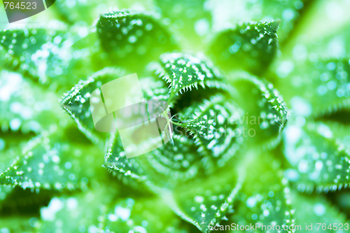 Image of aloe vera macro