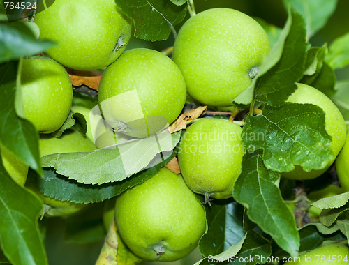 Image of green aplles on a tree