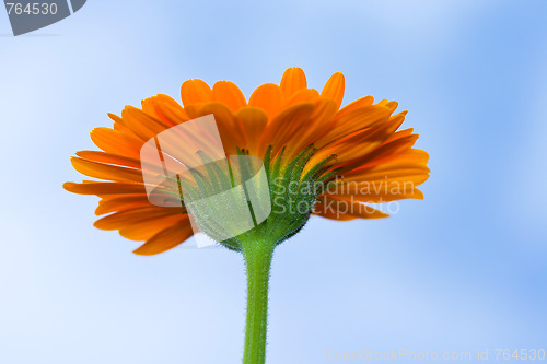 Image of A yellow Gerbera sunflower