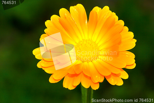 Image of orange gerbera