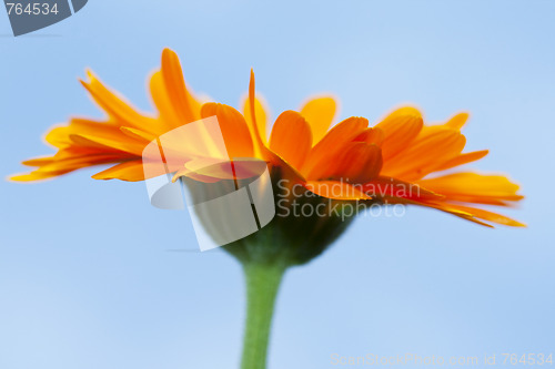 Image of abstract close-up of an orange gerbera