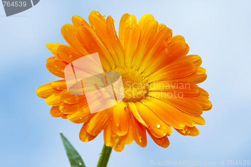 Image of orange gerbera against sky background