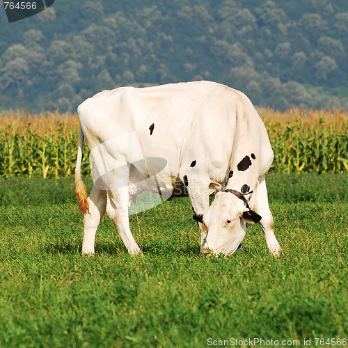 Image of holstein cow grazing 