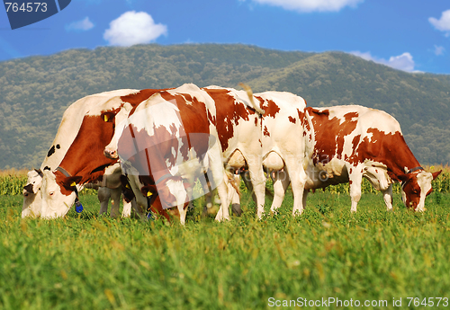 Image of brown cows on grass field