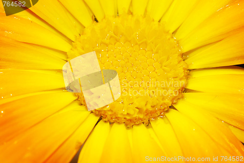 Image of stem of a gerbera flower