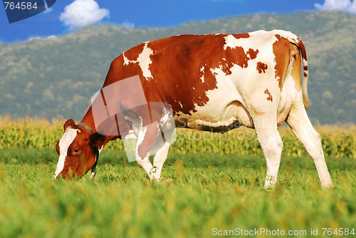 Image of brown cow grazing