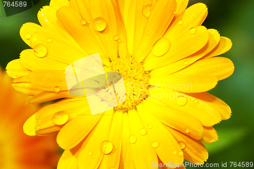 Image of  gerbera with raindrops