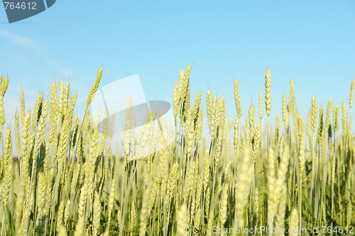 Image of Wheat