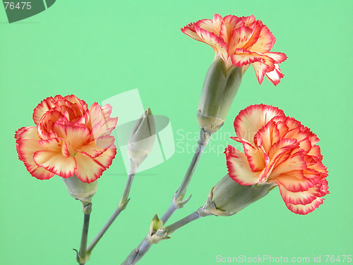 Image of carnation