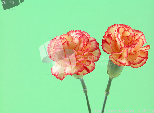 Image of carnation