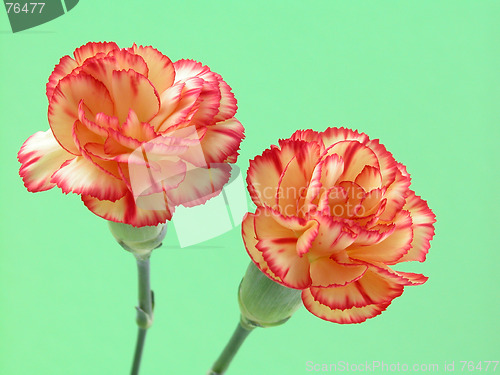 Image of carnation