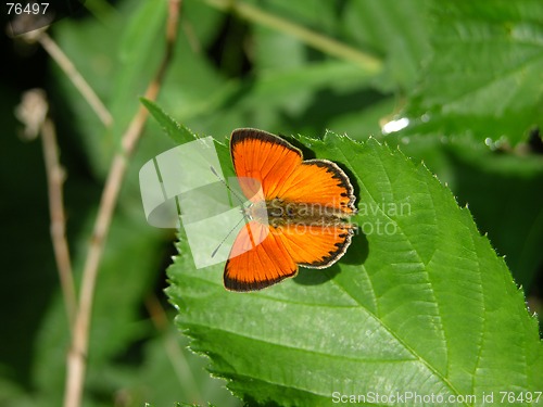 Image of Butterly on flower 2