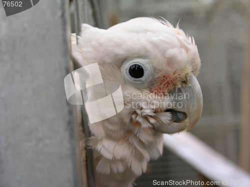 Image of Parrot in birdcage