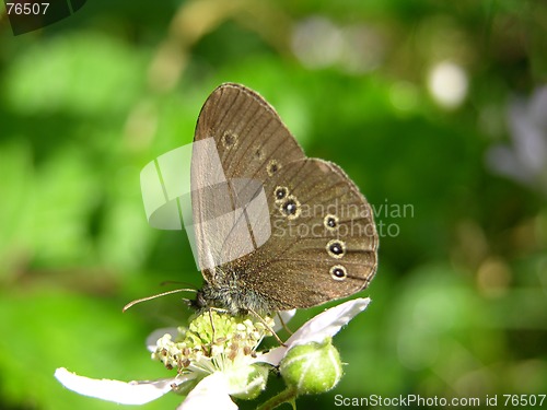 Image of Butterfly on flower