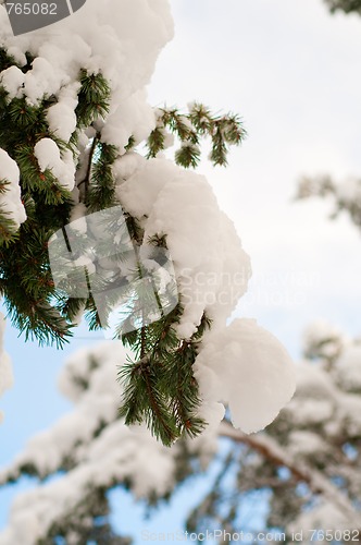 Image of Snowy spruce