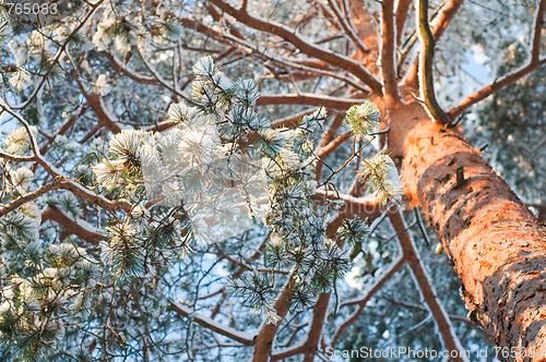 Image of Snowy spruce