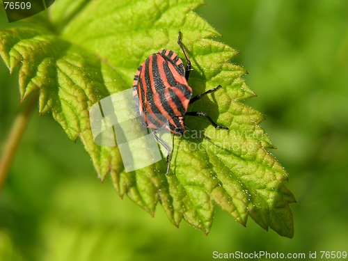 Image of Insect on leaf