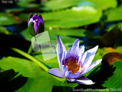 Image of Blossom water lotus.