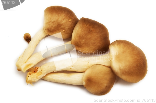 Image of Group of raw mushrooms.