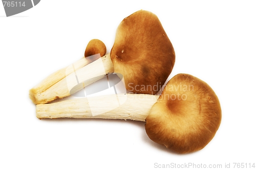 Image of Group of raw mushrooms.
