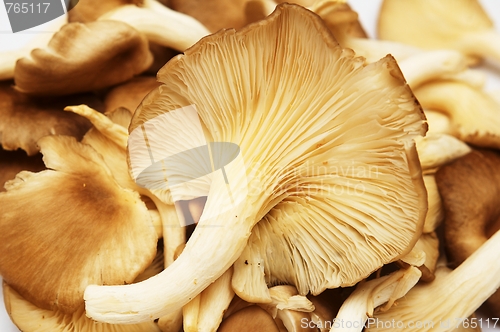 Image of Group of raw mushrooms.