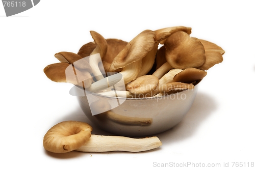 Image of Group of raw mushrooms.