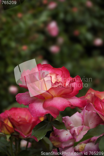 Image of Wet Rose