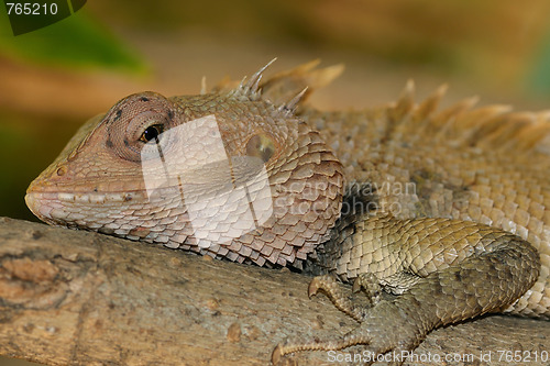 Image of Garden Lizard