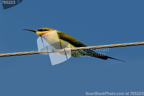 Image of Blue Tail Bee Eater